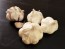 Certified Organic Kettle River Giant Culinary Garlic Harvested on our Farm - 4 oz. Bag (FARM PICK-UP)