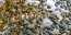 Pumpkin 'Kakai' Seeds (Certified Organic)
