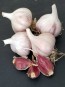 Certified Organic Purple Glazer Culinary Garlic Harvested on our Farm - 4 oz. Bag