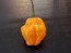 Hot Pepper 'Papa Dreadie Scotch Bonnet' Seeds (Certified Organic)