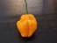 Hot Pepper 'Papa Dreadie Scotch Bonnet' 