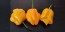 Hot Pepper 'Papa Dreadie Scotch Bonnet' Seeds (Certified Organic)