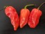 Hot Pepper 'Red Devil's Tongue' 