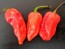 Hot Pepper 'Red Devil's Tongue' 