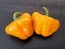 Hot Pepper 'Jamaican Yellow Scotch Bonnet' 