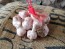 Certified Organic Spanish Roja Culinary Garlic Harvested on our Farm - 4 oz. Bag