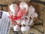 Certified Organic Chesnok Red Culinary Garlic Harvested on our Farm - 4 oz. Bag