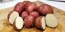 Certified Organic Red Pontiac Seed Potatoes - 2020 Spring - Harvested on our Farm