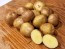 Certified Organic Yellow Finn Seed Potatoes - 2020 Spring - Harvested on our Farm