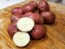Certified Organic Red Norland Seed Potatoes - 2020 Spring - Harvested on our Farm