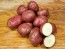 Certified Organic Red Norland Seed Potatoes - 2020 Spring - Harvested on our Farm