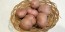 Certified Organic Red Norland Seed Potatoes - 2020 Spring - Harvested on our Farm