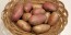 Certified Organic French Fingerling Seed Potatoes - 2020 Spring - Harvested on our Farm 