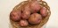 Certified Organic Red Pontiac Seed Potatoes - 2020 Spring - Harvested on our Farm