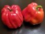 Hot Pepper ‘Aji Dulce' Seeds (Certified Organic)