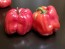 Hot Pepper ‘Aji Dulce' Seeds (Certified Organic)
