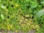Indian Strawberry AKA Mock Strawberry Seeds (Certified Organic)