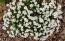 Candytuft, White Seeds (Certified Organic)