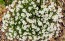 Candytuft, White Seeds (Certified Organic)