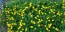 Creeping Buttercup Seeds (Certified Organic)