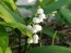 Lily of the Valley Seeds (Certified Organic)