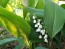 Lily of the Valley Seeds (Certified Organic)