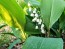 Lily of the Valley Seeds (Certified Organic)