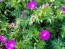 Hardy Geranium AKA Bloody Cranesbill Seeds (Certified Organic)