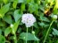 Sea Thrift 'Alba' Seeds (Certified Organic)