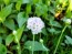 Sea Thrift 'Alba' Seeds (Certified Organic)