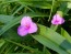 Spiderwort AKA Spider Lily, Pink Seeds (Certified Organic)