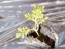 Cress 'Wrinkled Crinkled' Seeds (Certified Organic)