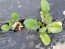 Leaf Radish 'Sasai' Seeds (Certified Organic)