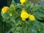 Pocketbook Plant, Yellow Seeds (Certified Organic)