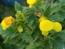 Pocketbook Plant, Yellow Seeds (Certified Organic)