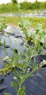 Cress 'Wrinkled Crinkled' Seeds (Certified Organic)