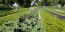 Kale 'Red Russian' Seeds (Certified Organic)