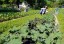 Kale 'Red Russian' Seeds (Certified Organic)