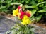 Snapdragon 'Rembrandt' Seeds (Certified Organic)