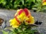 Snapdragon 'Rembrandt' Seeds (Certified Organic)