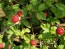 Indian Strawberry AKA Mock Strawberry Seeds (Certified Organic)