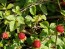 Indian Strawberry AKA Mock Strawberry Seeds (Certified Organic)