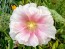 Hollyhock 'Pastel Pink' Seeds (Certified Organic)