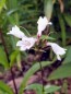 Penstemon, Green-Leaf, White Flowers Seeds (Certified Organic)