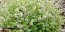 Thyme 'Golden Lemon Variegated' Seeds (Certified Organic)