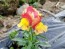 Snapdragon 'Rembrandt' Seeds (Certified Organic)