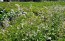 Leaf Radish 'Sasai' Seeds (Certified Organic)