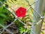 Red Cardinal Climber Morning Glory 