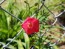 Red Cardinal Climber Morning Glory 