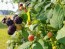 Black Raspberry Seeds (Certified Organic)